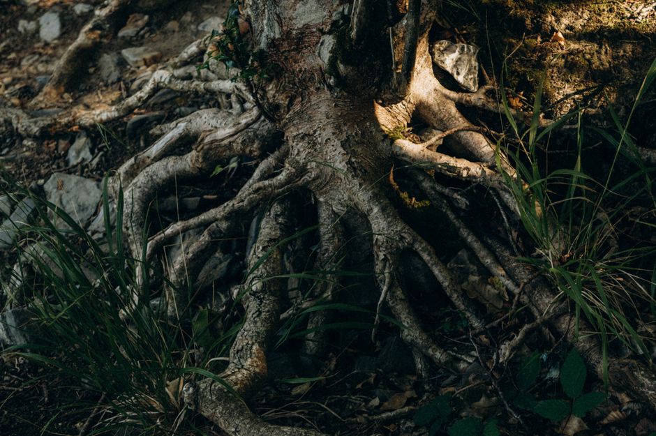 Invasive tree roots growing toward underground drain pipes