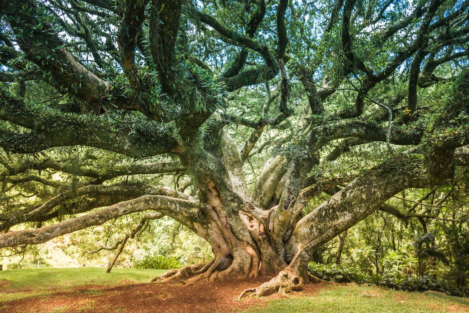 Mature live oak tree with roots that can invade drain lines