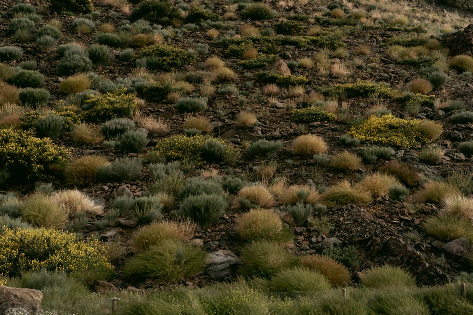 Ground cover plants stabilizing slope and preventing erosion